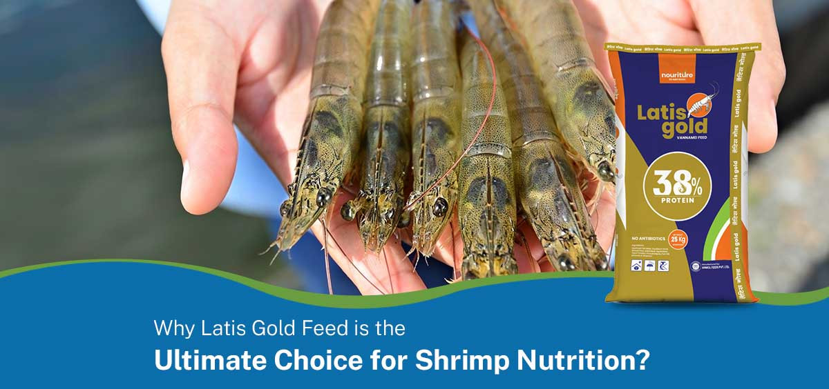 Why Latis Gold Feed is the Ultimate Choice for Shrimp Nutrition?