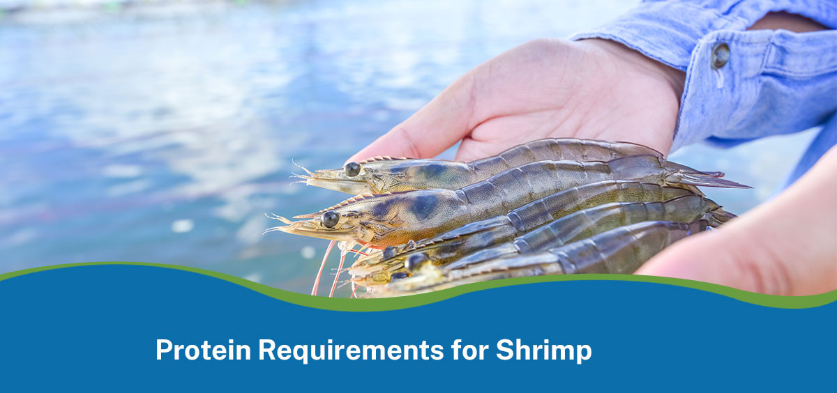 Protein Requirements for Shrimp