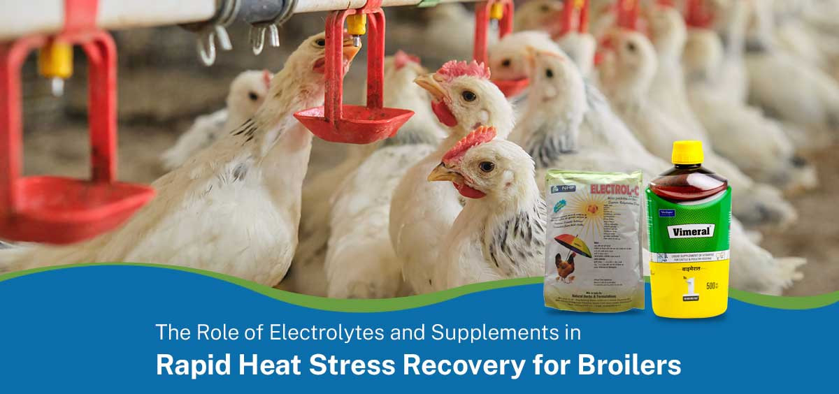 The Role of Electrolytes and Supplements in Rapid Heat Stress Recovery for Broilers