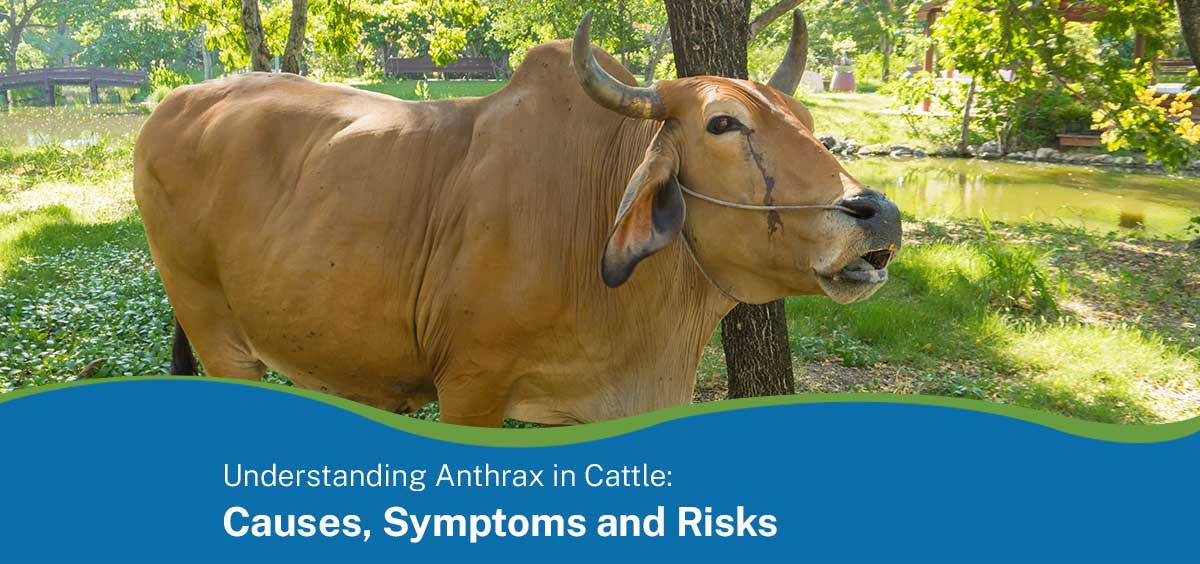 Understanding Anthrax in Cattle: Causes, Symptoms and Risks