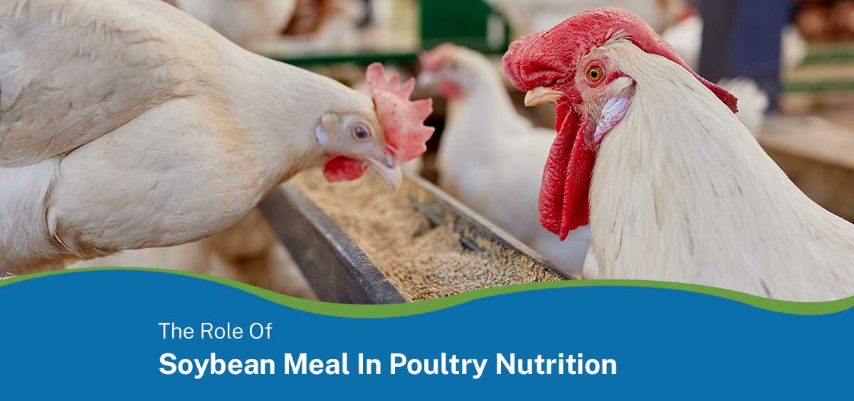 The role of soyabean meal in poultry nutrition